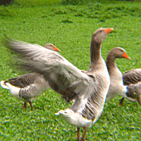 Veranstaltungen am Simssee, Simssee-Markt Baierbach, Stephanskirchen