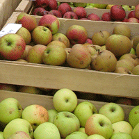 Simssee-Markt, Bauernmarkt, Rosenheim, Regionalvermarktung von Biogemüse Baierbach am Simssee Stephanskirchen